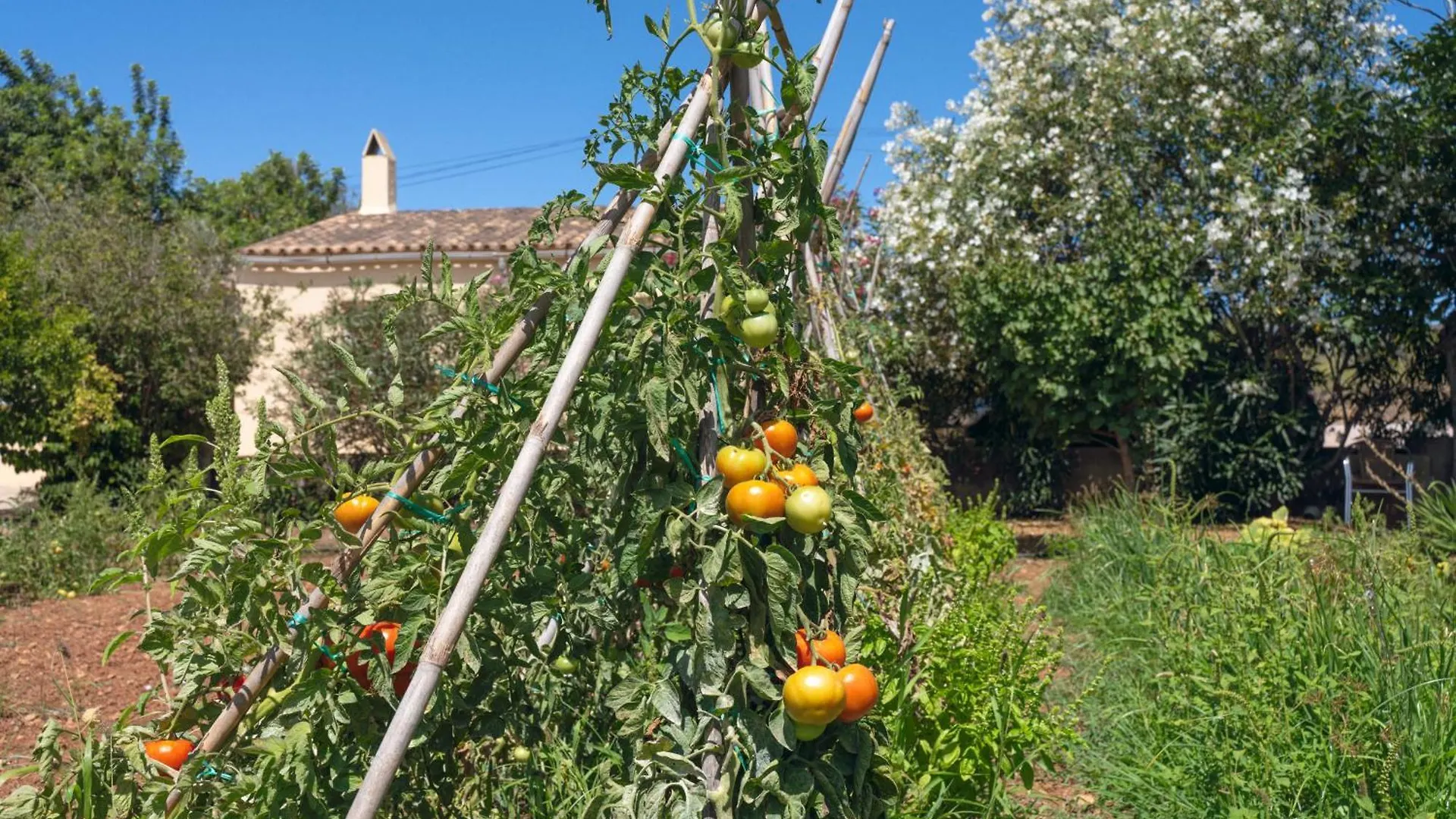 Finca Es Baladre Capdepera  Holiday home Capdepera (Mallorca)